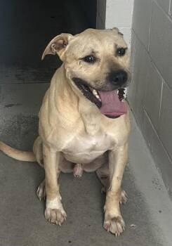 BILLY -  Pit Bull Terrier and Black Mouth Cur Dog for Adoption in Rosenberg, Texas - BILLY | PetCurious