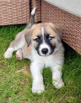 Beagle and Husky Dogs Available for Adoption in VERNON ROCKVL, Connecticut - Vinny | PetCurious