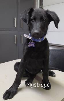 Mystique -  Labrador Retriever and Shepherd Dog for Adoption in Hillside, Illinois - Mystique | PetCurious