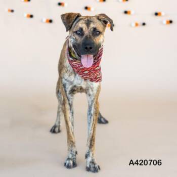 Rescue Labrador Retriever and Mixed Breed Dogs for Adoption in Conroe, Texas - A420706 | PetCurious
