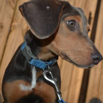 Rescue Dachshund Dogs for Adoption in Enterprise, Alabama - Rain | PetCurious