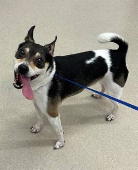 BOSS -  Chihuahua and Rat Terrier Dog for Adoption in Baytown, Texas - BOSS | PetCurious