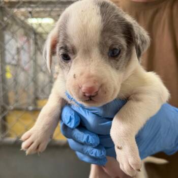 Sweet And Sour chicken 7617 -  Mixed Breed Dog for Adoption in Loxahatchee Groves, Florida - Sweet And Sour Chicken 7617 | PetCurious