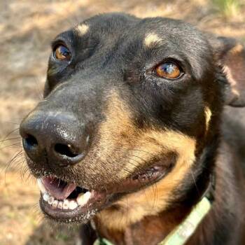 Miniature Pinscher and Mixed Breed Dogs Available for Adoption in Marshall, Texas - Snoop | PetCurious