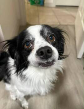 Ollie -  Shih Tzu Dog for Adoption in Grafton, Wisconsin - Ollie | PetCurious