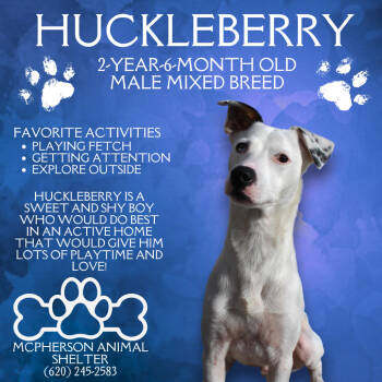Rescue Mixed Breed Dogs for Adoption in Mcpherson, Kansas - Huckleberry | PetCurious