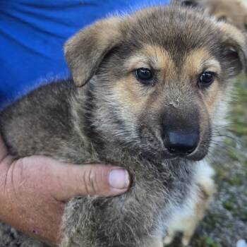 Ruger -  German Shepherd Dog Dog Available for Adoption in Zaleski, Ohio - Ruger | PetCurious