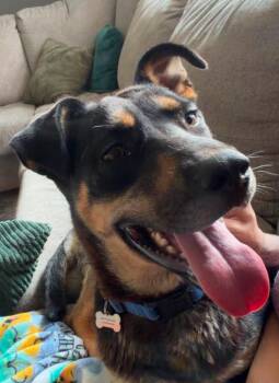 Alani -  Shepherd Dog for Adoption in Grand Forks, North Dakota - Alani | PetCurious