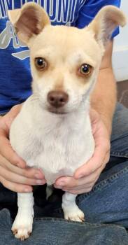 Jabarkus -  Chihuahua and Mixed Breed Dog for Adoption in Blue Ridge, Georgia - Jabarkus | PetCurious