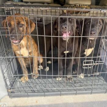 Rocky -  Hound and Labrador Retriever Dog for Adoption in Parrish, Alabama - Rocky | PetCurious