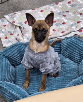 Rescue Chihuahua Dogs for Adoption in Grand Rapids, Michigan - Edwina AKA Winnie | PetCurious