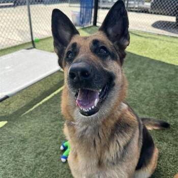 German Shepherd Dog Dogs Available for Adoption in Hawthorne, California - Vera | PetCurious