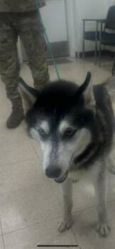 Siberian Husky Dogs Available for Adoption - NIKO | PetCurious