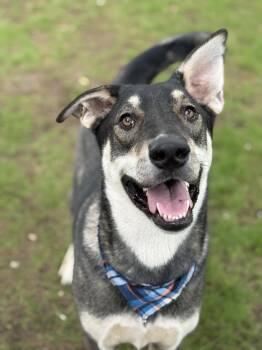 Anatolian Shepherd and Labrador Retriever Dogs Available for Adoption - Berry | PetCurious