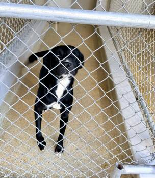 Rescue Black Labrador Retriever Dogs for Adoption in Petersburg, Virginia - Abe | PetCurious