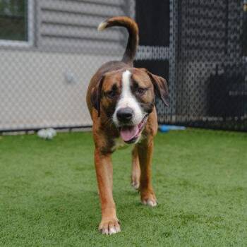 Mixed Breed Dogs Available for Adoption - Coltrane | PetCurious