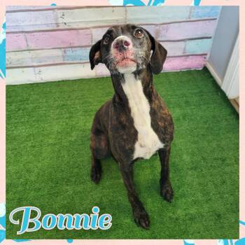 Mixed Breed Dogs Available for Adoption in Daingerfield, Texas - Bonnie | PetCurious