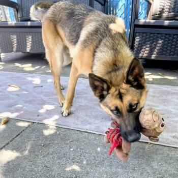 Leon -  German Shepherd Dog Dog for Adoption in Oakland, California - Leon | PetCurious
