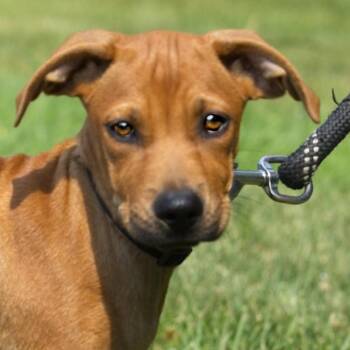 Chrome -  Labrador Retriever Dog for Adoption in South Elgin, Illinois - Chrome | PetCurious