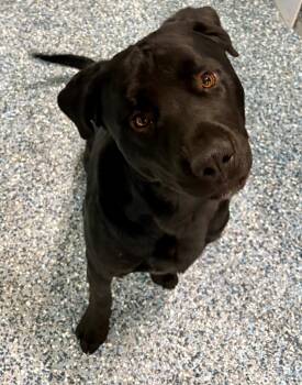 Rottweiler and Labrador Retriever Dogs Available for Adoption in Carson City, Nevada - Sizzle | PetCurious