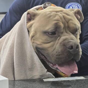 Broly -  Pit Bull Terrier Dog for Adoption in Newark, New Jersey - Broly | PetCurious