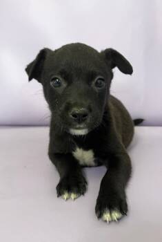 Rescue Boston Terrier and Mixed Breed Dogs for Adoption in Morton Grove, Illinois - Jolt | PetCurious