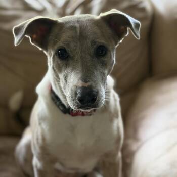 Delilah -  Catahoula Leopard Dog and Whippet Dog for Adoption in Liverpool, Texas - Delilah | PetCurious
