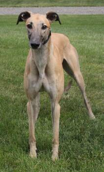 Glen -  Greyhound Dog for Adoption in Goshen, Indiana - Glen | PetCurious