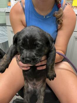 Chance -  Labrador Retriever and Mixed Breed Dog for Adoption in Dyersburg, Tennessee - Chance | PetCurious