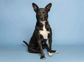 CHEEZE -  Australian Kelpie and Mixed Breed Dog for Adoption in Phoenix, Arizona - CHEEZE | PetCurious