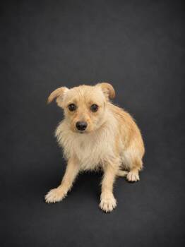 Chihuahua and Mixed Breed Dogs Available for Adoption in Winter Haven, Florida - FRODO | PetCurious