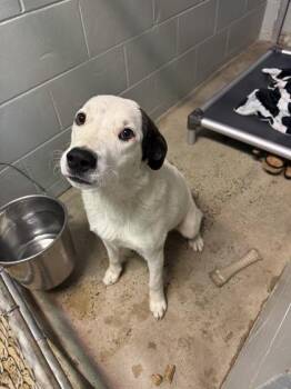 RCA -  Maremma Sheepdog Dog for Adoption in Marshall, North Carolina - RCA | PetCurious