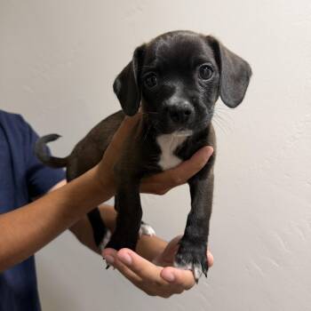 Rocco -  Dachshund and Yorkie Poo Dog for Adoption in San Diego, California - Rocco | PetCurious