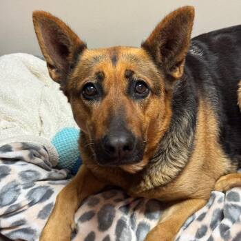 Torrie -  German Shepherd Dog Dog Available for Adoption in Goleta, California - Torrie | PetCurious