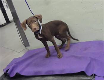 WOODY -  English Coonhound and Mixed Breed Dog for Adoption in Houston, Texas - WOODY | PetCurious