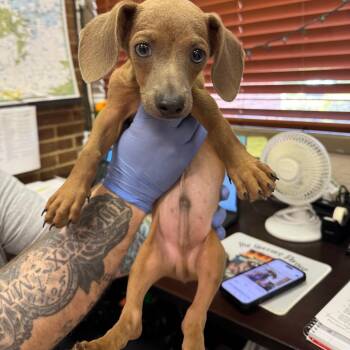 Thor -  Dachshund Dog for Adoption in Birmingham, Alabama - Thor | PetCurious