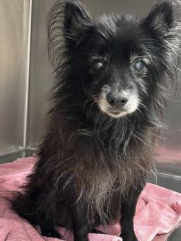 Rescue Pomeranian Dogs for Adoption in Statesboro, Georgia - Penn | PetCurious
