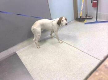 GUNNER -  Foxhound Dog for Adoption in Tallahassee, Florida - GUNNER | PetCurious