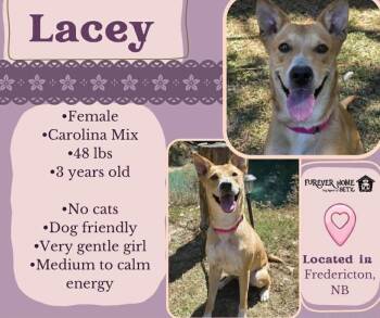 Lacey -  Carolina Dog Dog for Adoption in Lumberton, Texas - Lacey | PetCurious