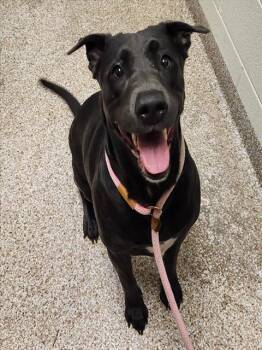 INDIE -  Labrador Retriever and Mixed Breed Dog for Adoption in Pueblo, Colorado - INDIE | PetCurious