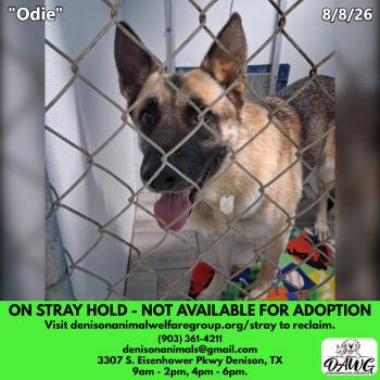 Odie -  German Shepherd Dog Dog for Adoption in Denison, Texas - Odie | PetCurious