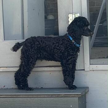 Paco -  Miniature Poodle Dog for Adoption in Sinking Spring, Pennsylvania - Paco | PetCurious