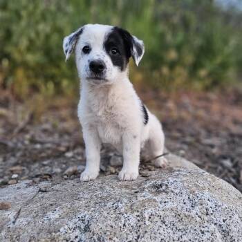 Custard -  Shepherd Dog for Adoption in Spokane, Washington - Custard | PetCurious
