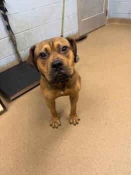 Jarold -  Mixed Breed Dog for Adoption in Chamblee, Georgia - Jarold | PetCurious