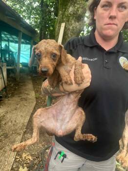 Rescue Poodle Dogs for Adoption in Hartland, Wisconsin - Seymour-Foster Home Needed | PetCurious