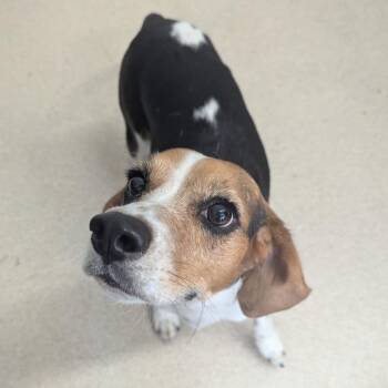 Ares -  Beagle Dog for Adoption in Evansville, Indiana - Ares | PetCurious