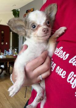 Chihuahua and Pomeranian Dogs Available for Adoption in Grafton, Wisconsin - Sterling | PetCurious