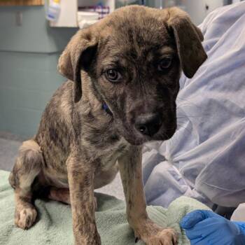 Shepherd Dogs Available for Adoption - Coraline | PetCurious