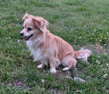 Happy Baby in Kentucky -  Pomeranian Dog for Adoption in Albany, Kentucky - Happy Baby In Kentucky | PetCurious