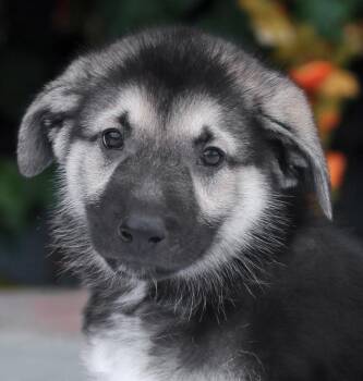 German Shepherd Dog Dogs Available for Adoption in Los Angeles, California - *Chucky Von Tessin | PetCurious